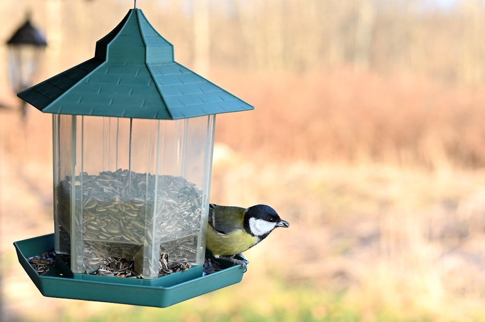 uccello appollaiato su una mangiatoia per uccelli piena di semi di girasole