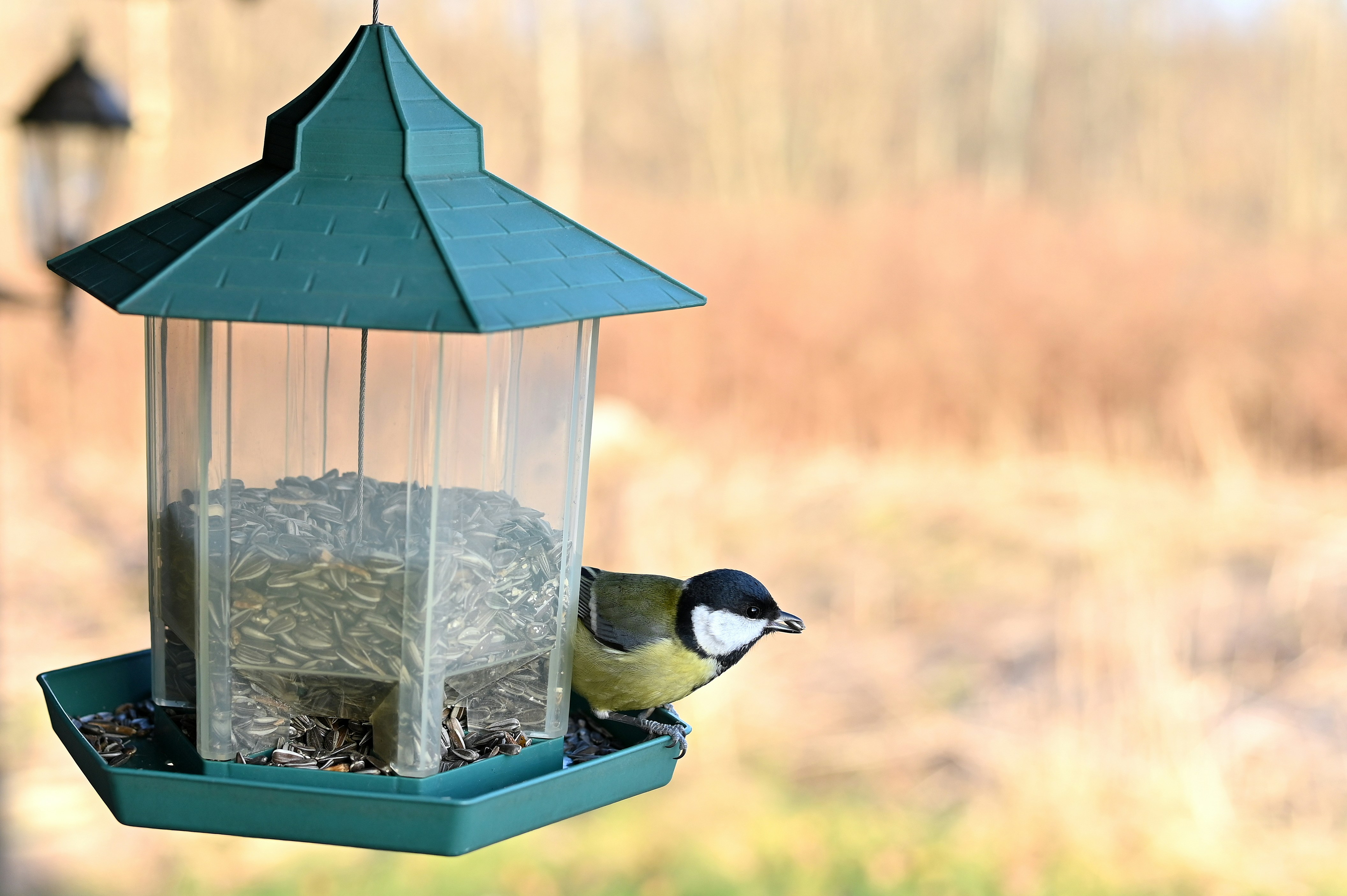 Comprehensive Guide: Understanding Why Birds May Not Visit Your New Feeder
