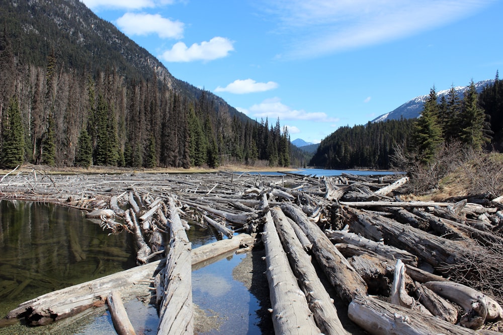 tree log on the body of water