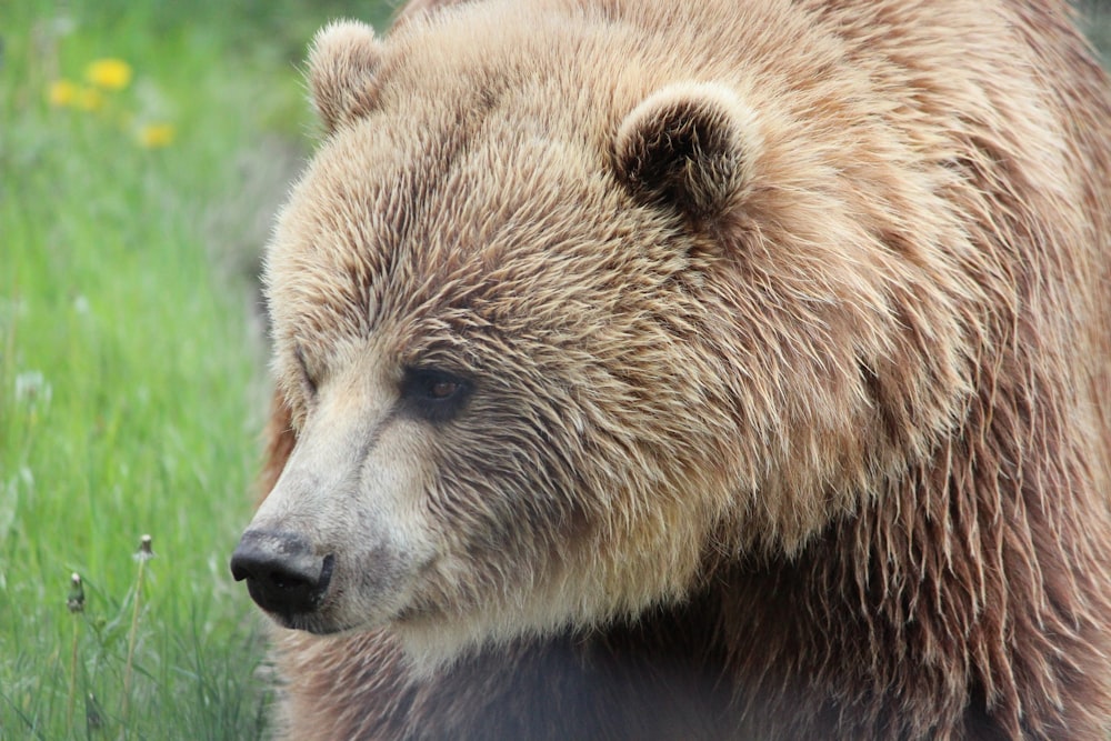 brown bear photograph