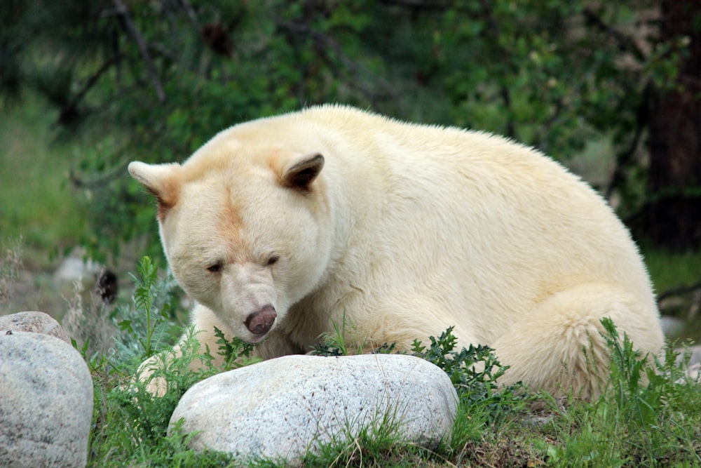 Fotografía de oso polar