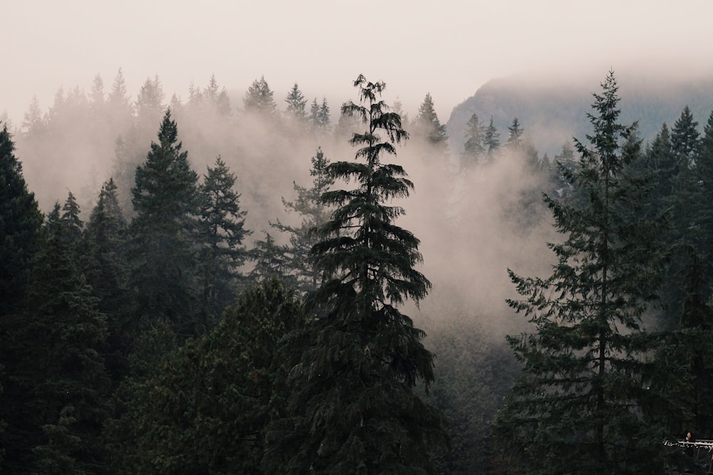 green pine trees