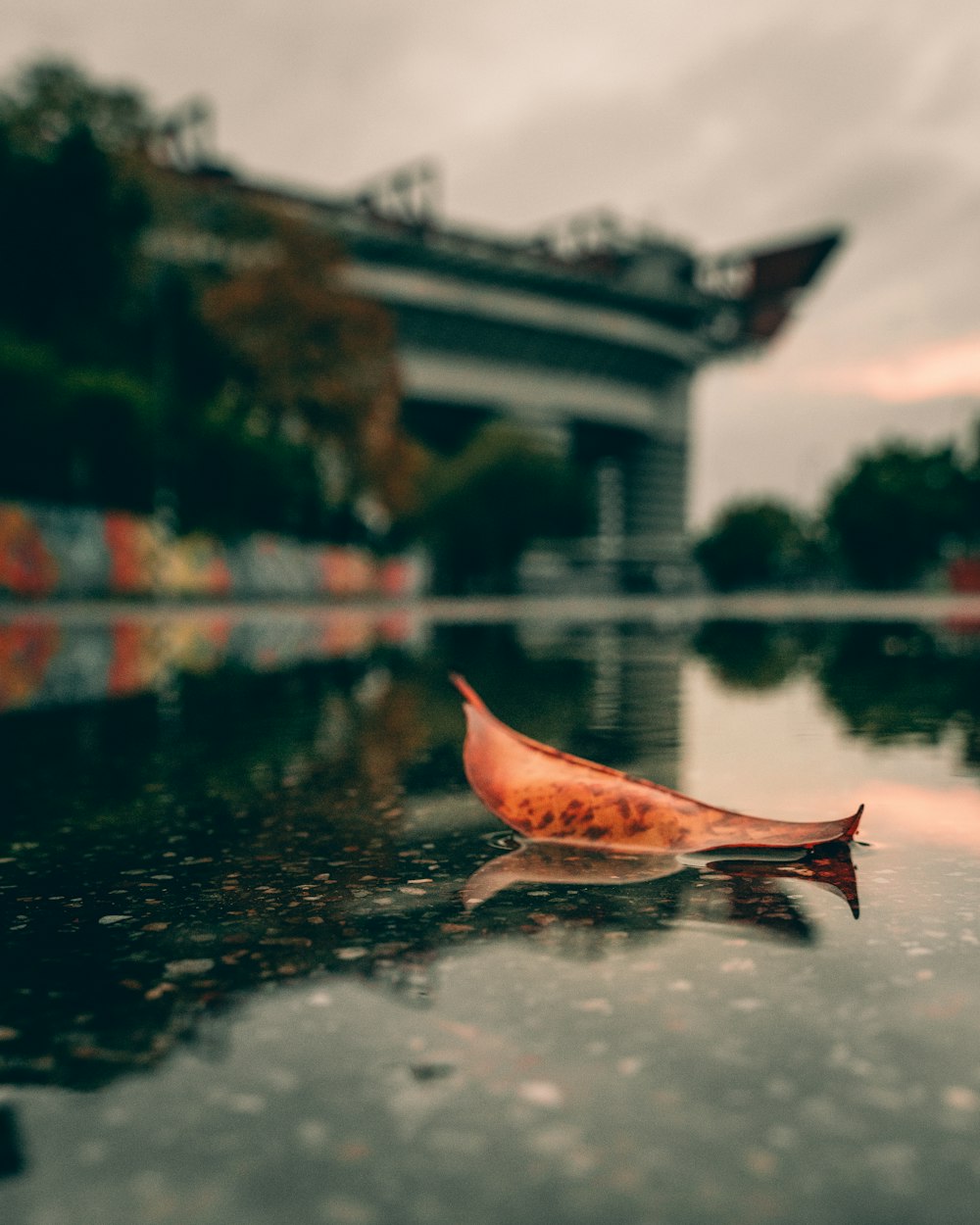 shallow focus photo of brown leaf