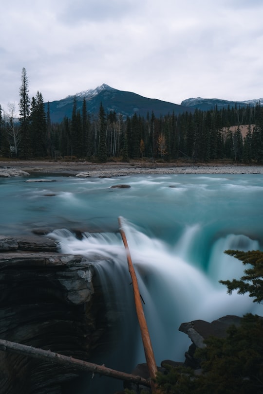 waterfall and trees under white sky in Jasper National Park Of Canada Canada