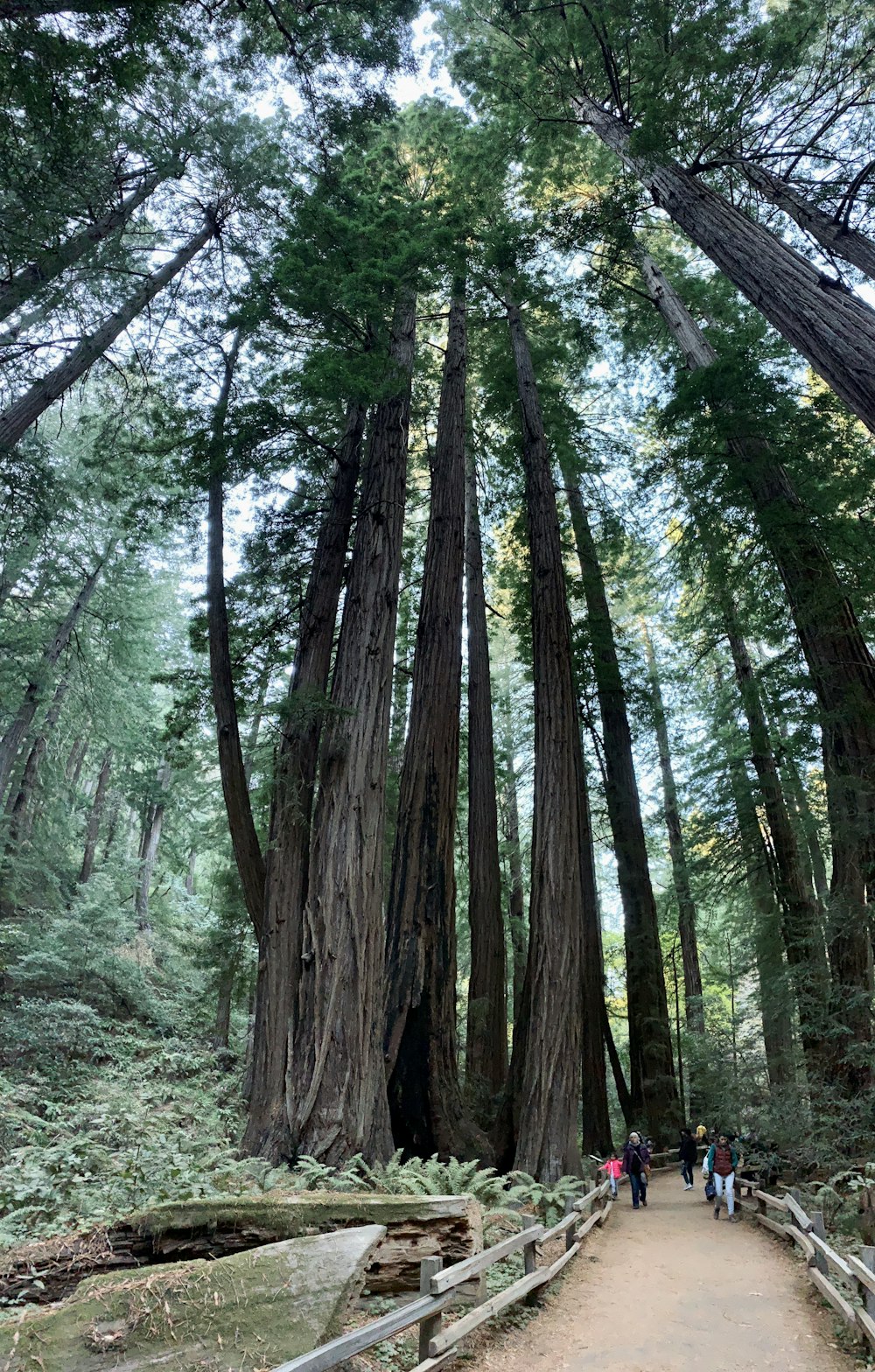 people walking between fences and tall trees