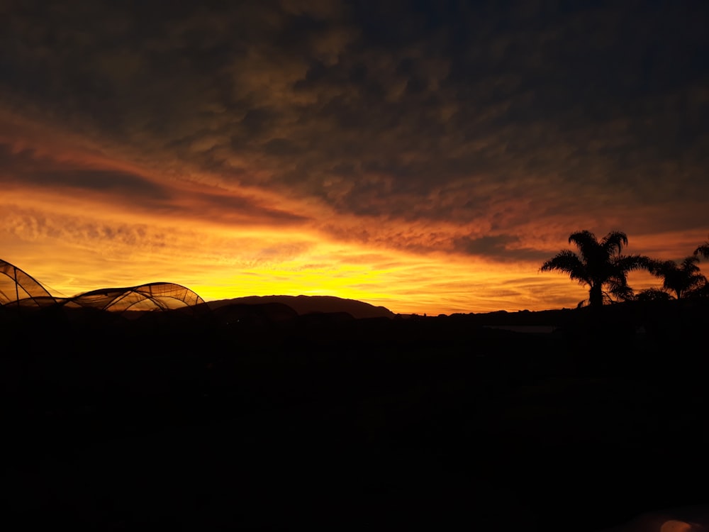 silhouette of trees