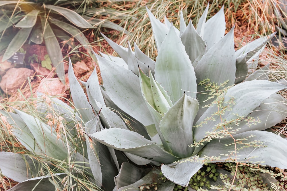 green spiky plant