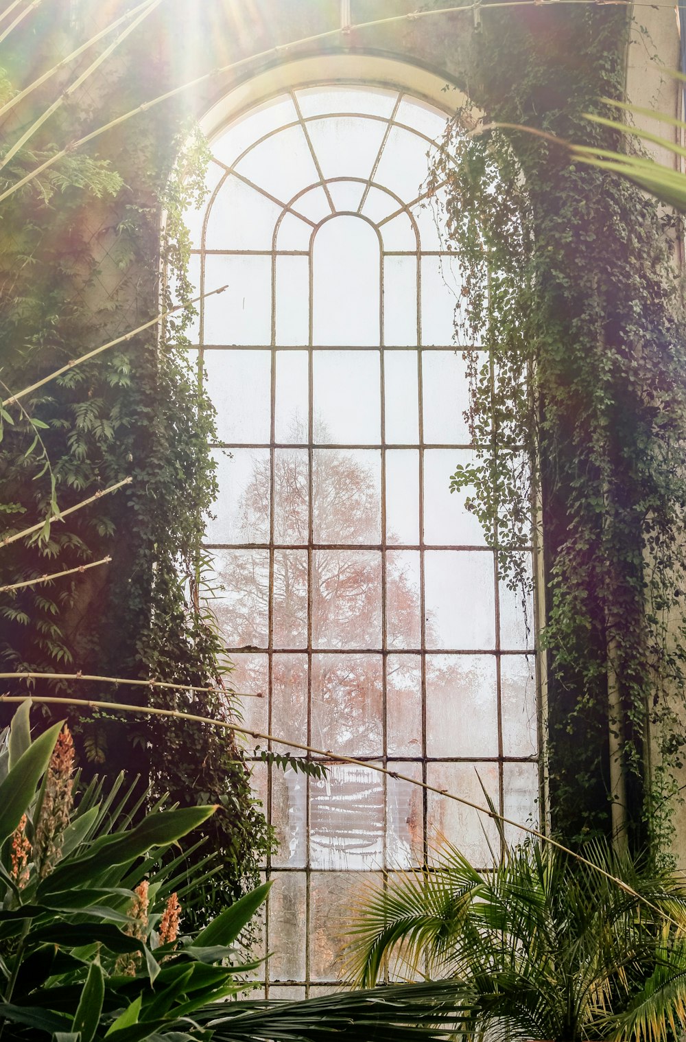 arch window surrounded with plants