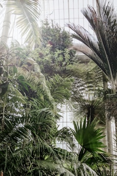 A lush, indoor space filled with a variety of tropical plants and palm trees. The foliage is dense and vibrant, with large green leaves stretching towards the sunlight filtering through a glass ceiling. The structure's industrial elements blend with the natural greenery, creating a serene environment.