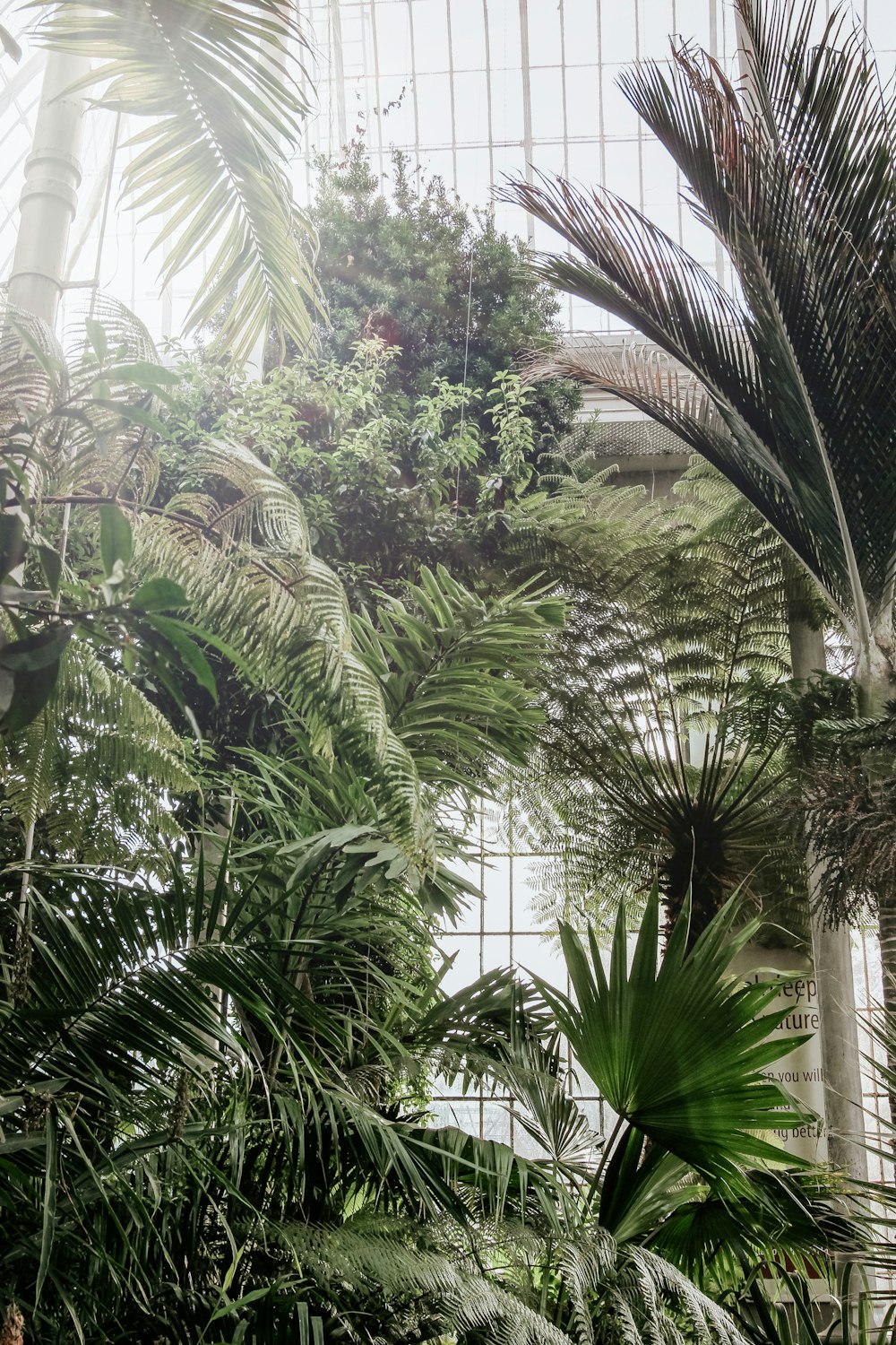 green-leafed trees