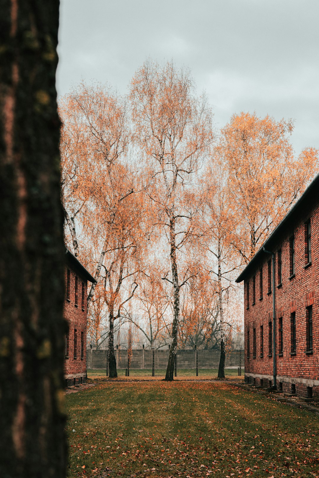 trees near house