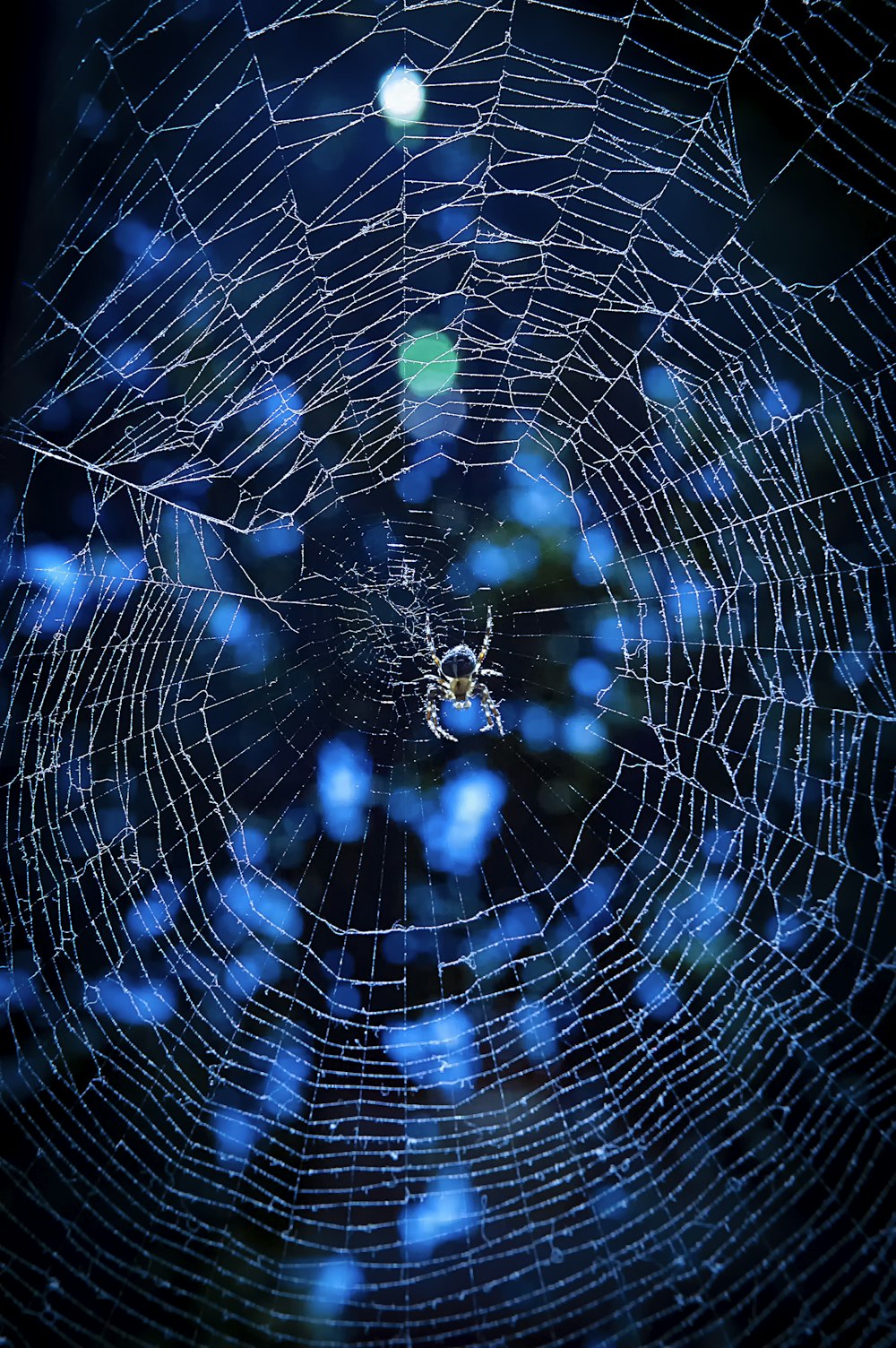 Foto mit flachem Fokus der grauen Spinne