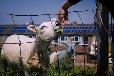 A white sheep is reaching through a metal fence to eat leaves being fed by a human hand. The scene is set in a grassy area, with a second sheep visible in the background. Behind the sheep, solar panels are mounted on the roofs of nearby buildings.