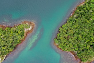 aerial photo of green trees near body of water during daytime