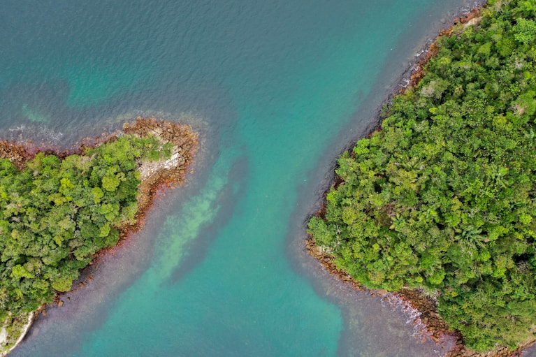 aerial photo of green trees near body of water during daytime