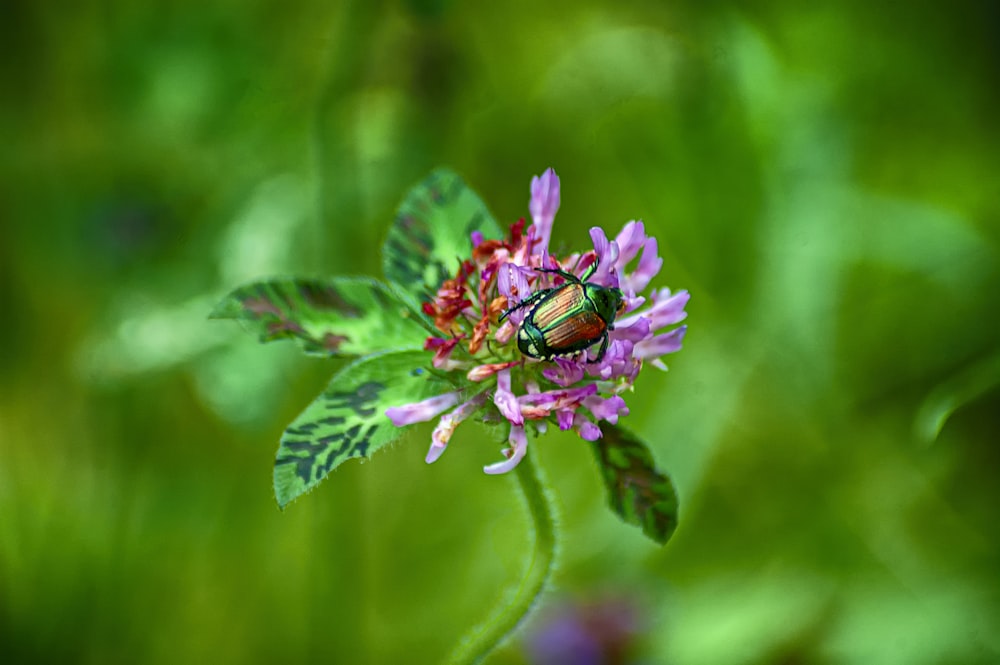 Photo de mise au point peu profonde d’un insecte brun sur une fleur violette