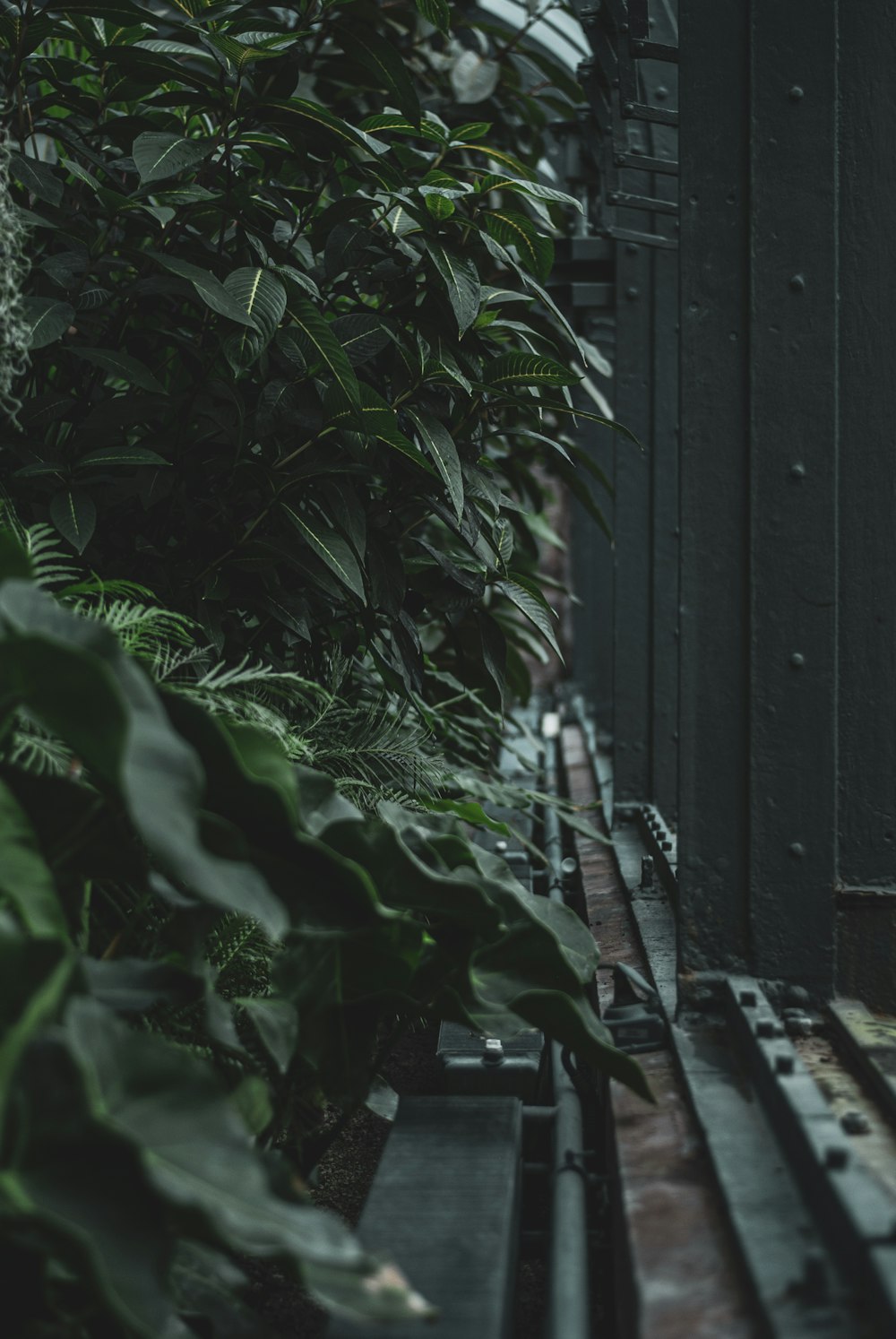 selective focus photography of green-leafed plants