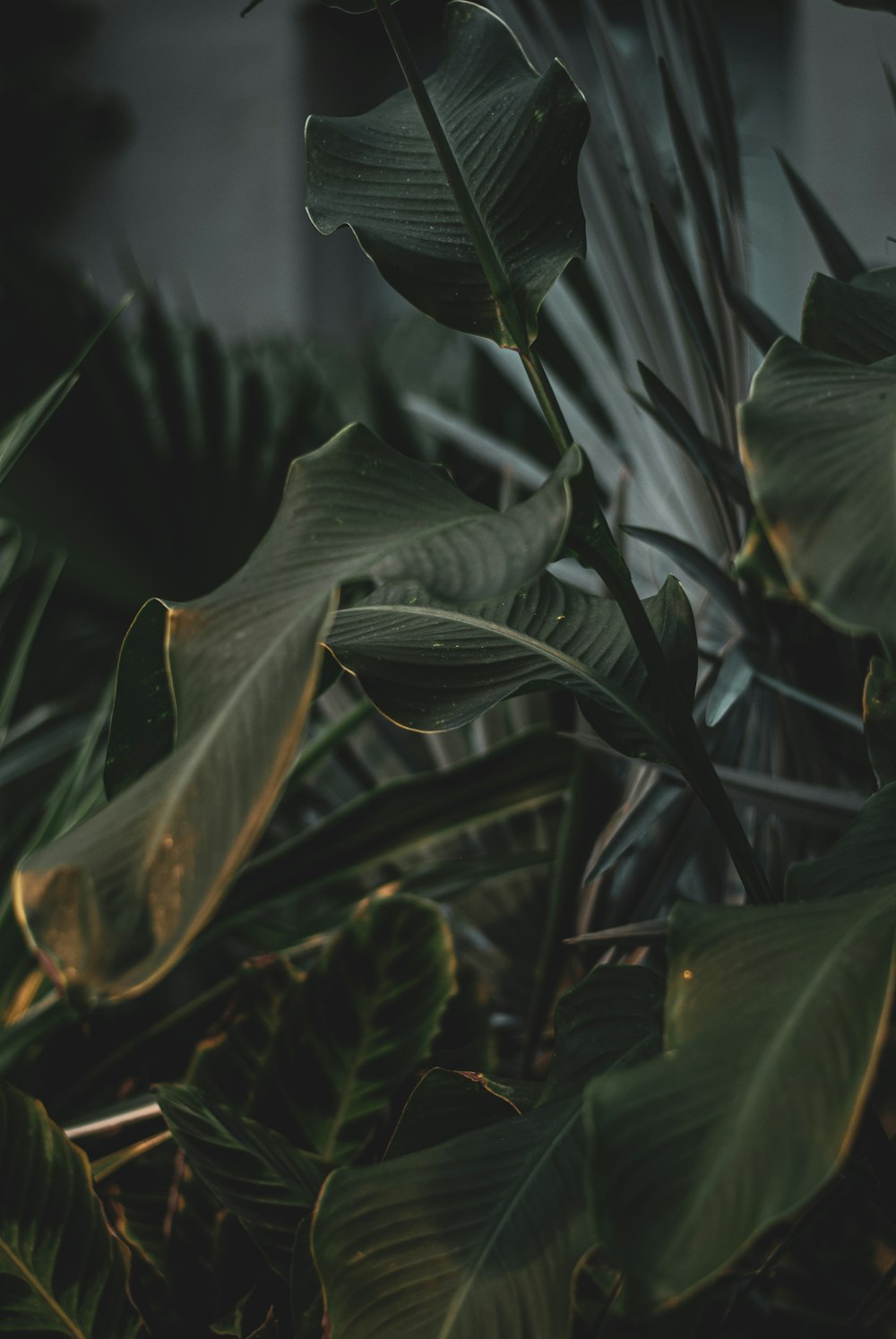 selective focus photography of green leafed plant