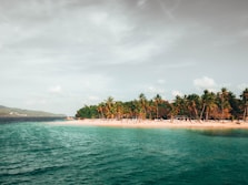 coconut trees near ocean