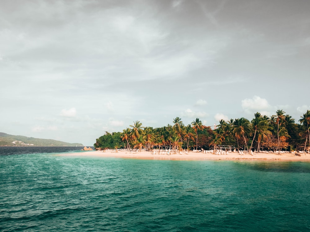 coconut trees near ocean