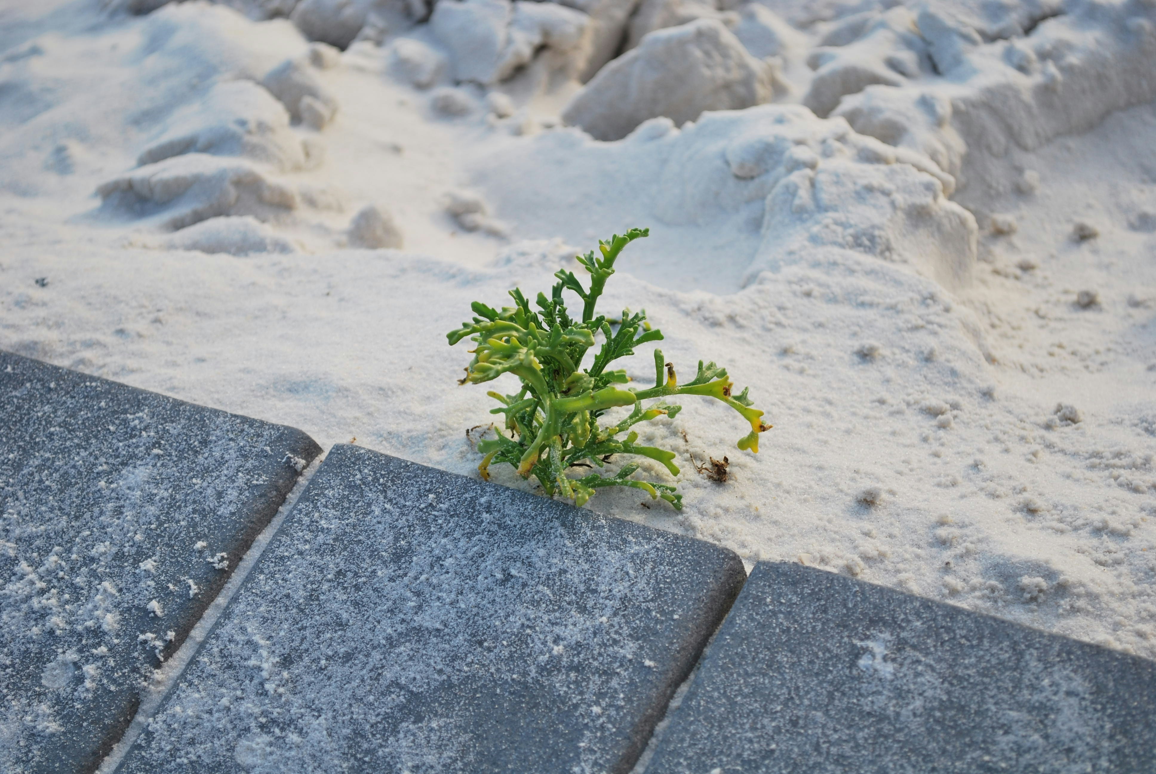 planta de folhas verdes na calçada