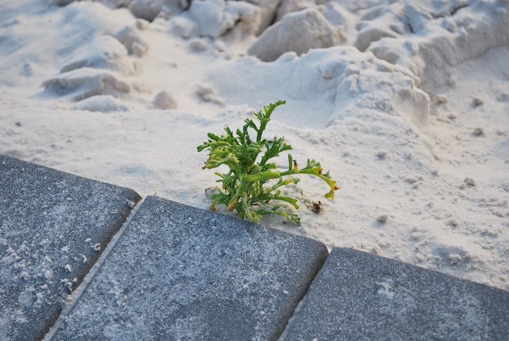 green leafed plant on sidewalk