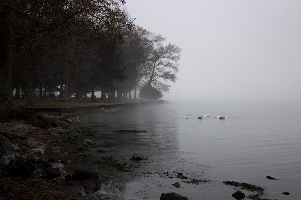 trees near body of water covered with mist