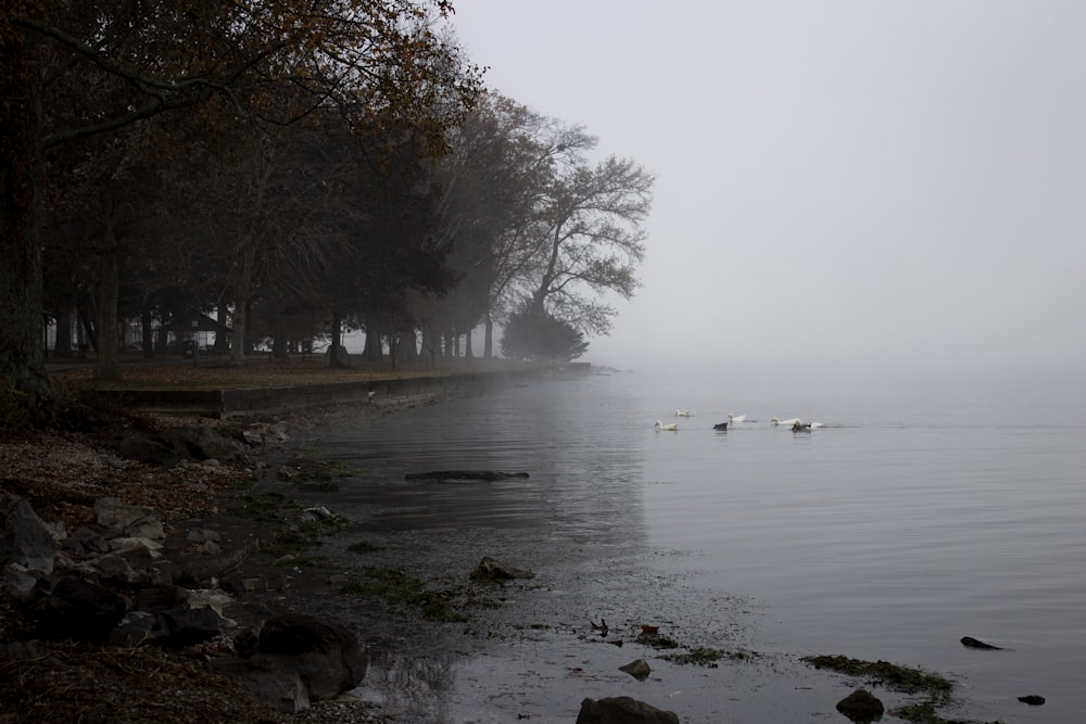 Arbres près d’un plan d’eau recouvert de brume