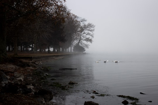 trees near body of water covered with mist in Guntersville Lake United States