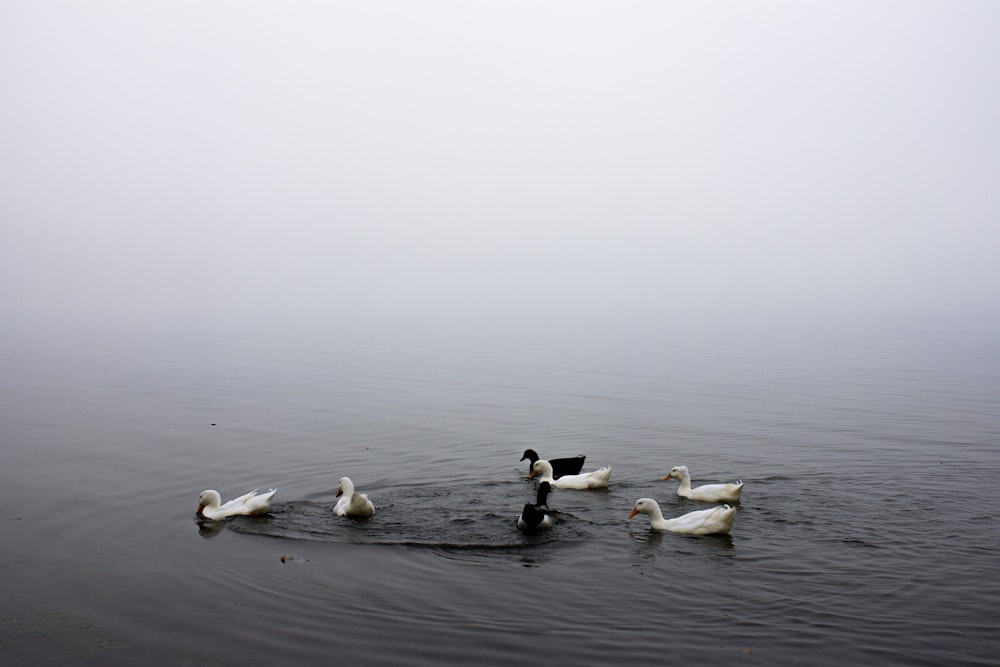 canards blancs et noirs sur plan d’eau calme