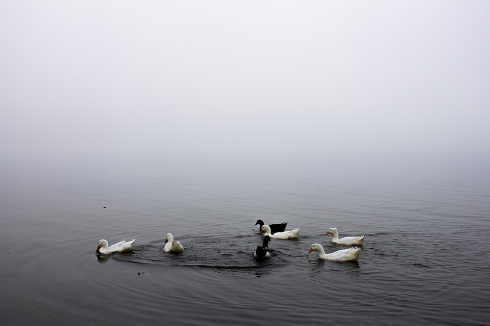 patos brancos e pretos no corpo de água calmo