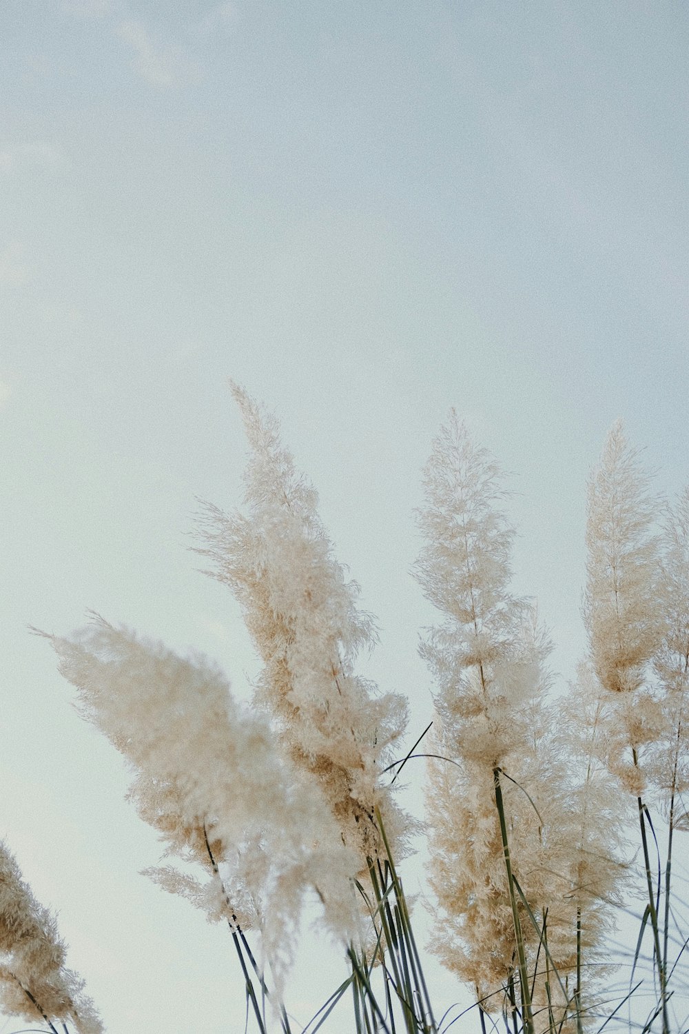 a bunch of tall grass blowing in the wind