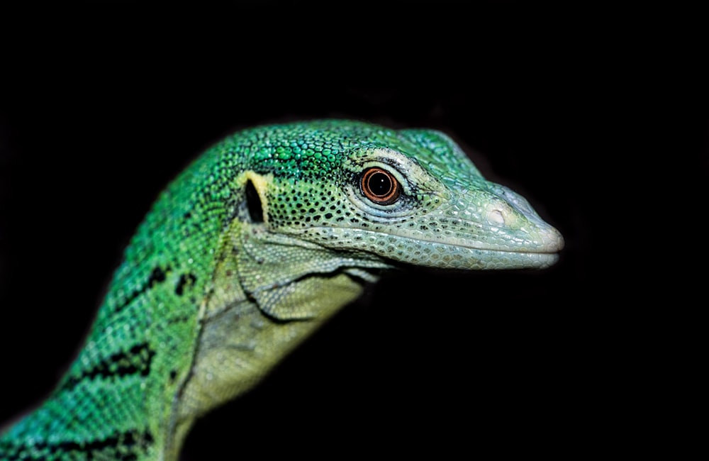 a close up of a lizard on a black background