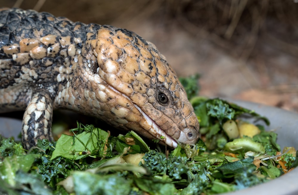 brown lizard eating vegetable