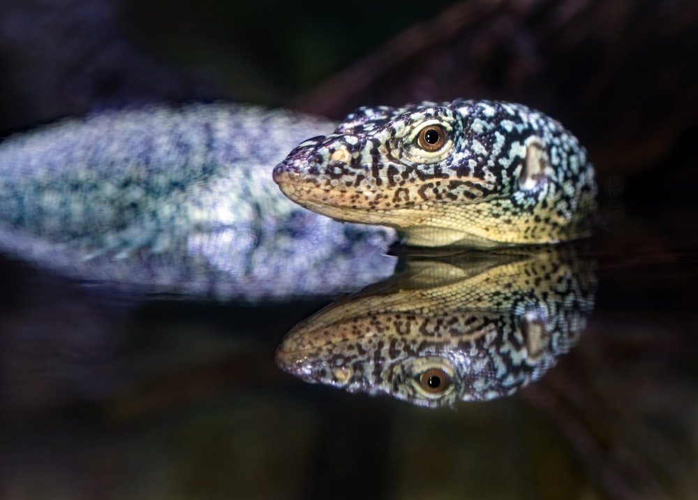 closeup photography of black and brown reptile