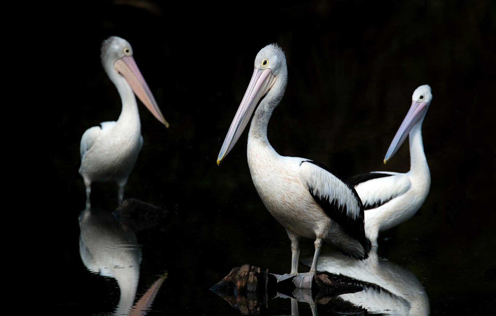 Nikon D750 + Sigma 150-600mm F5-6.3 DG OS HSM | S sample photo. Three white birds photography