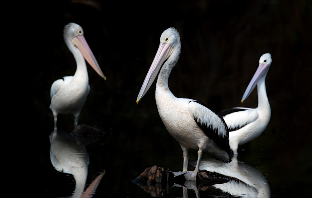 three white birds