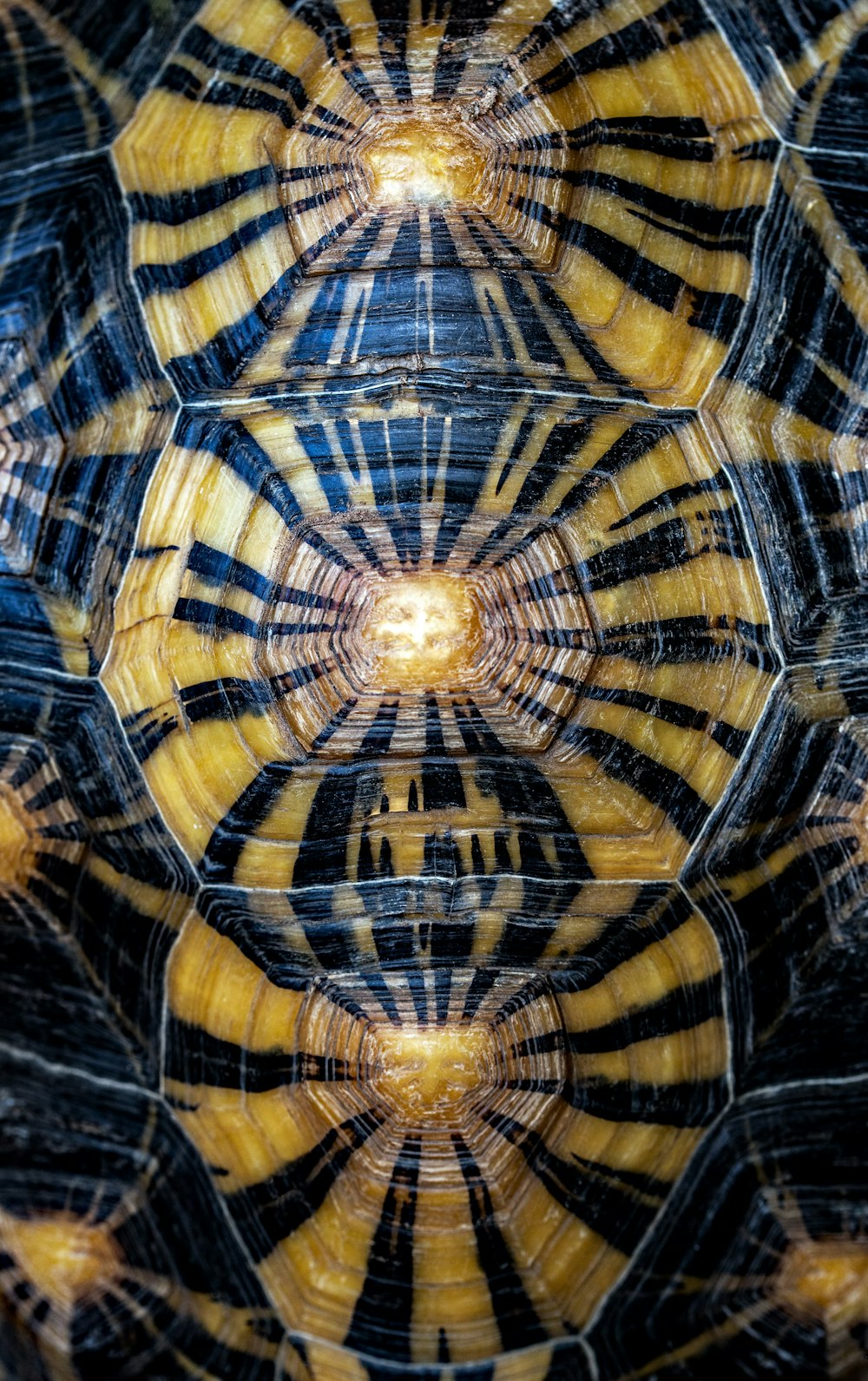 closeup photography of black and brown turtle shell