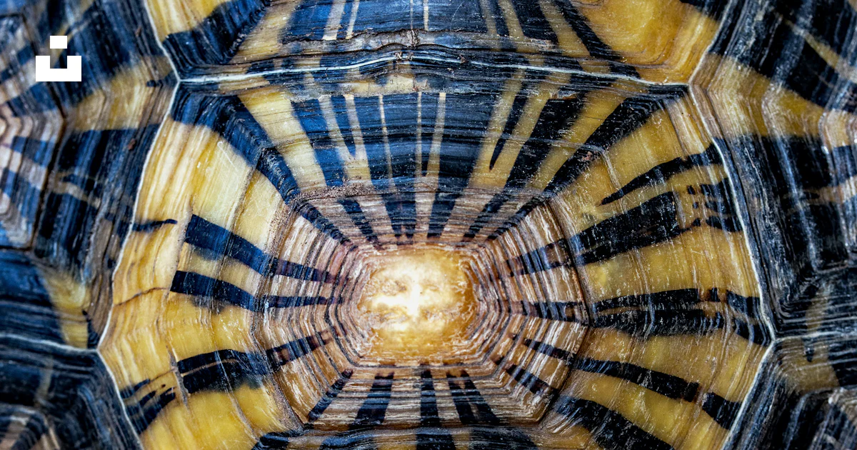 Closeup photography of black and brown turtle shell photo – Free ...