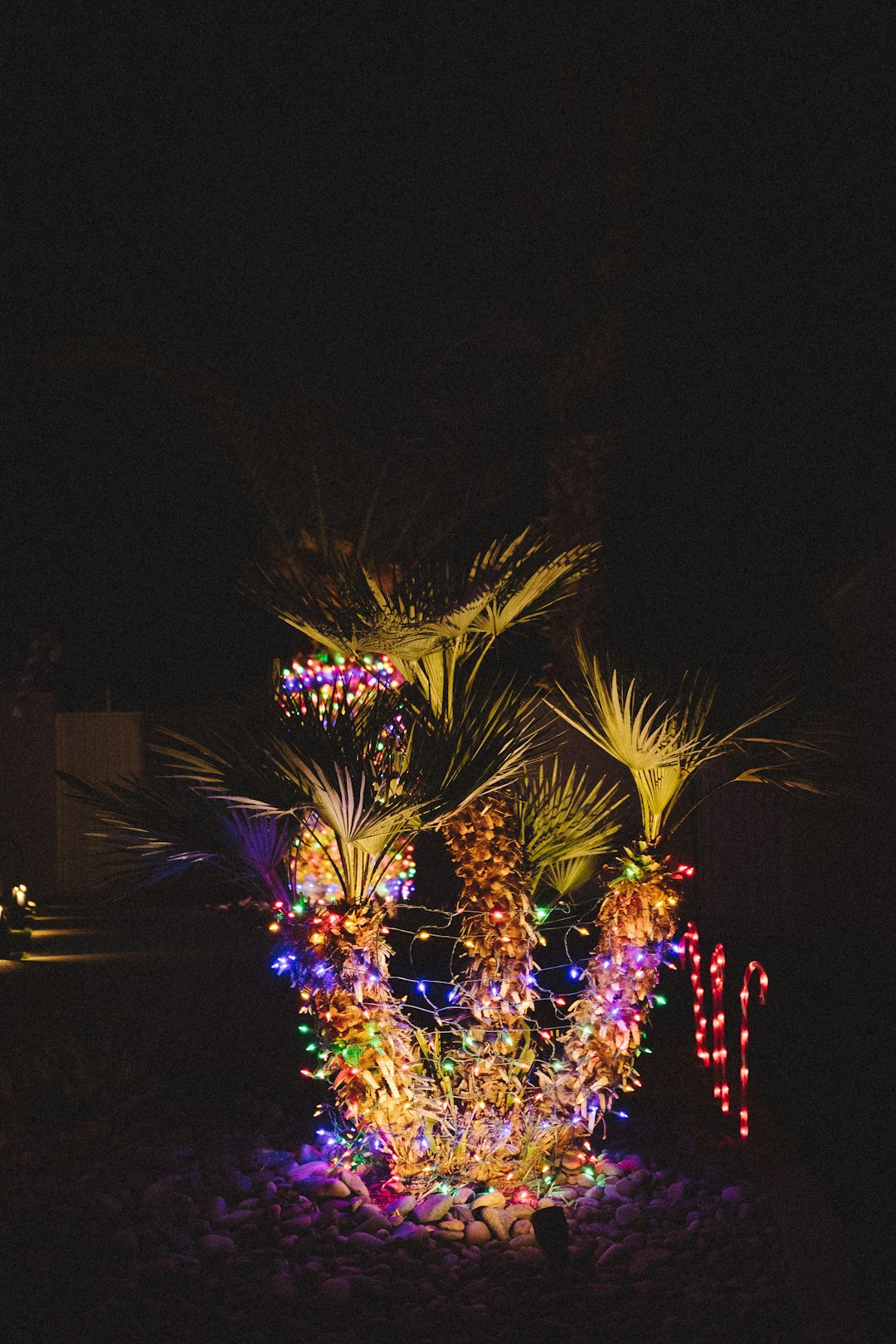 purple string lights around a palm tree