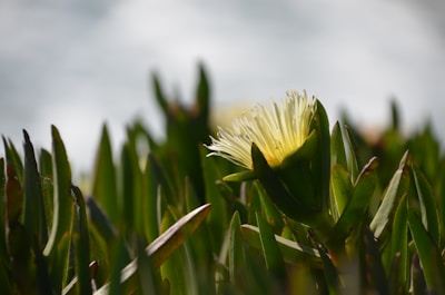 Yellow flower in bloom surrounded by green leaves with a blurred, light background.
