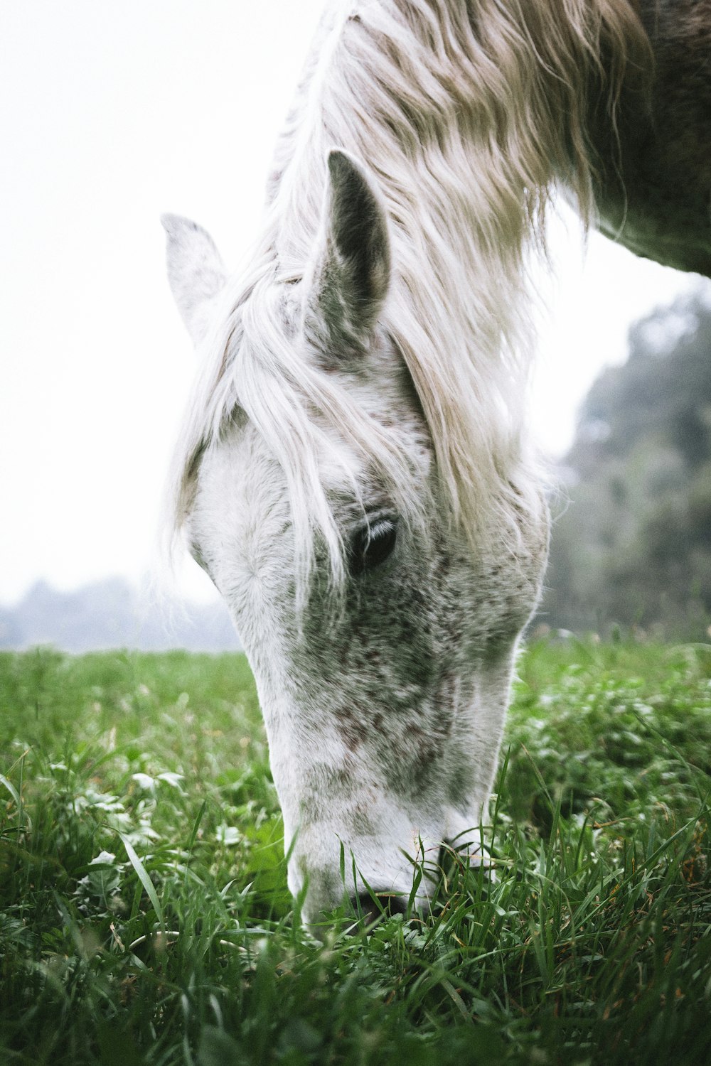 white horse eating grass