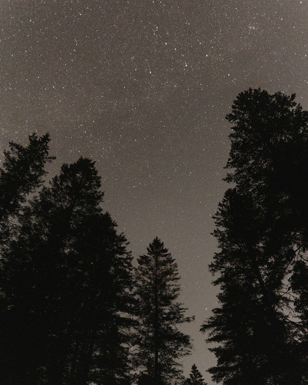 low-angle grayscale photography of trees under a starry sky during nighttime
