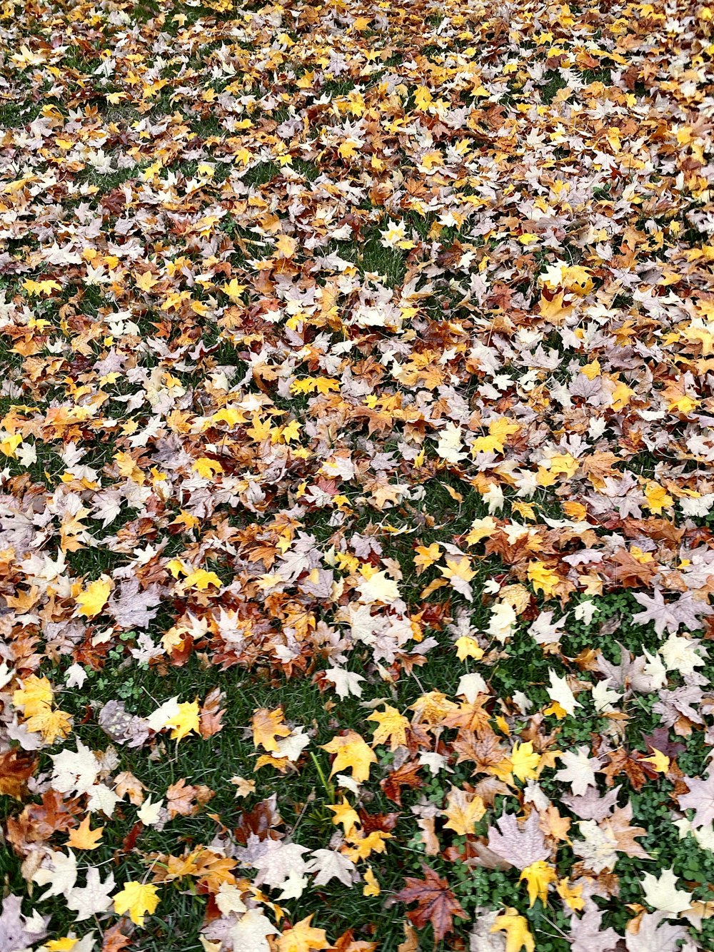 foglie bianche gialle e marroni