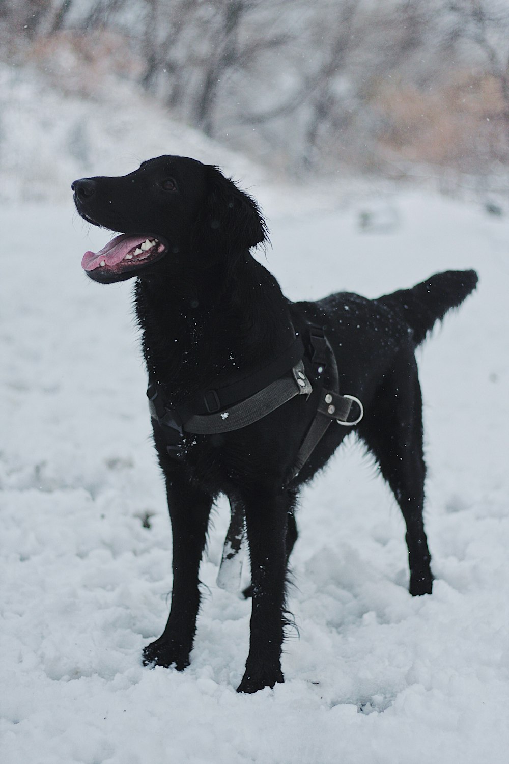 adult black Labrador Retriever standing in snow
