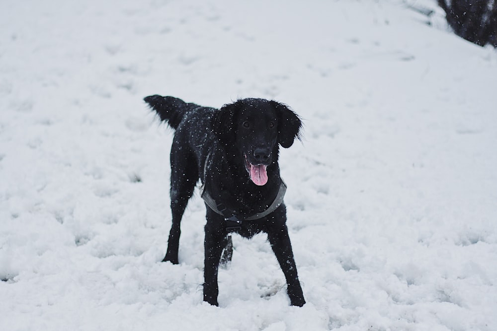 black dog standing in a snowfield