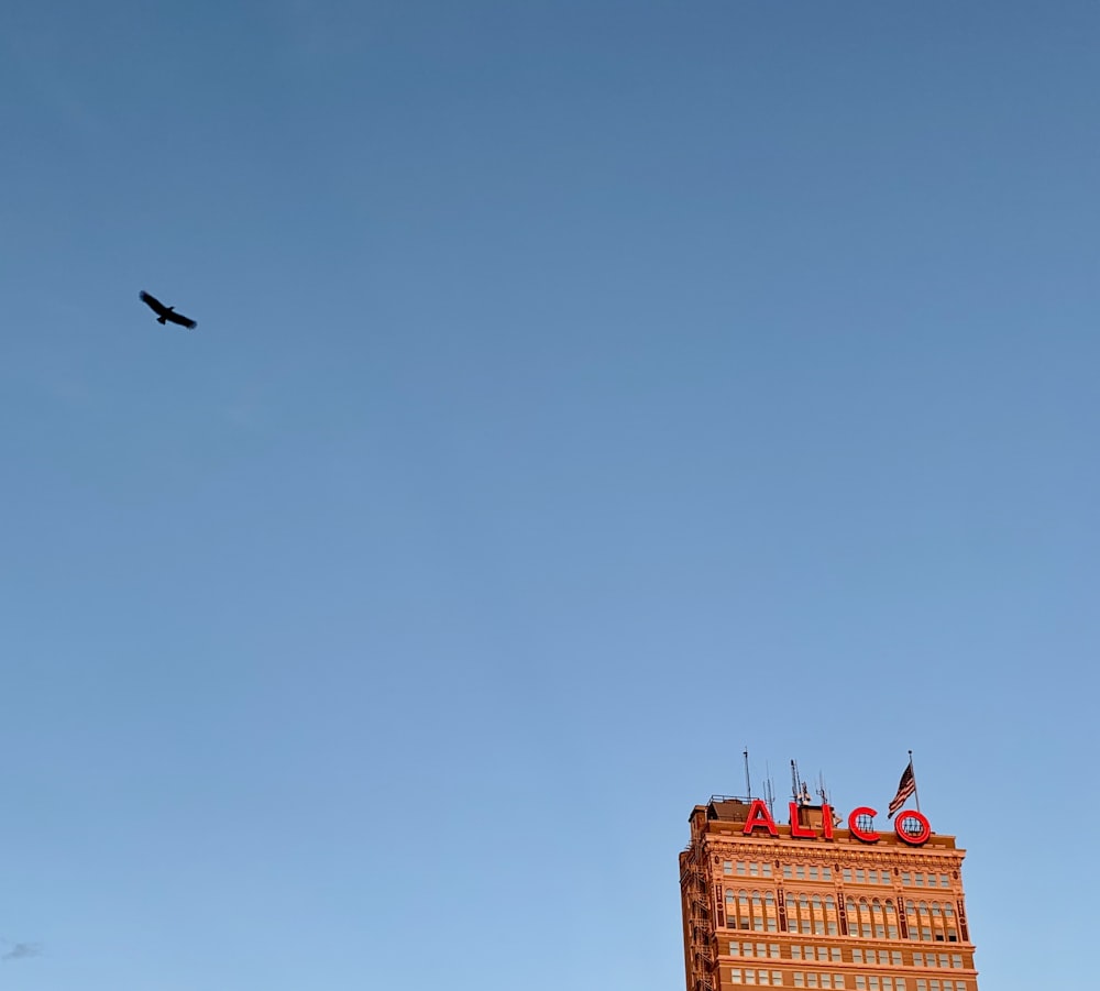 time lapse photography of a bird flying over a building