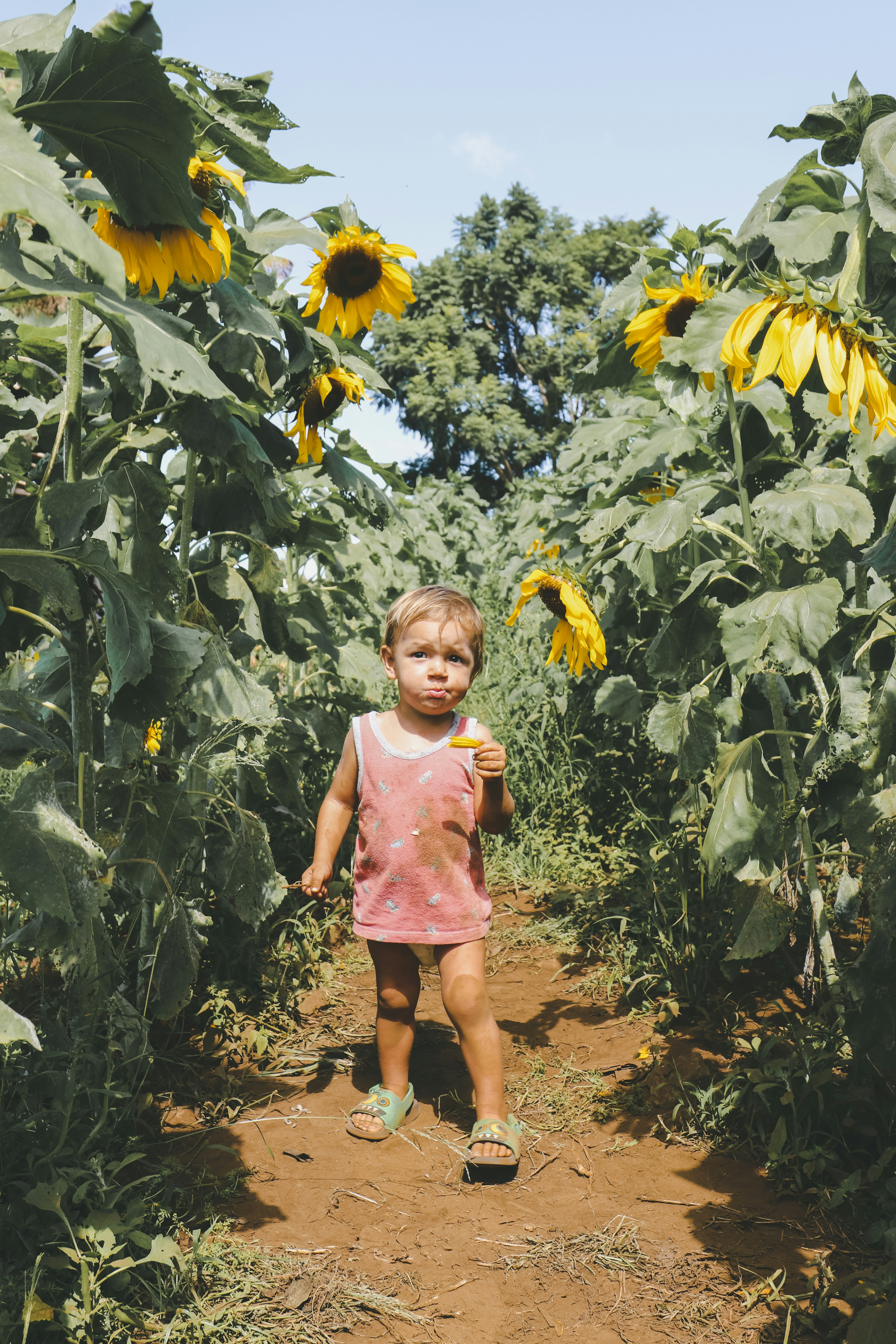 child standing on sungflower field