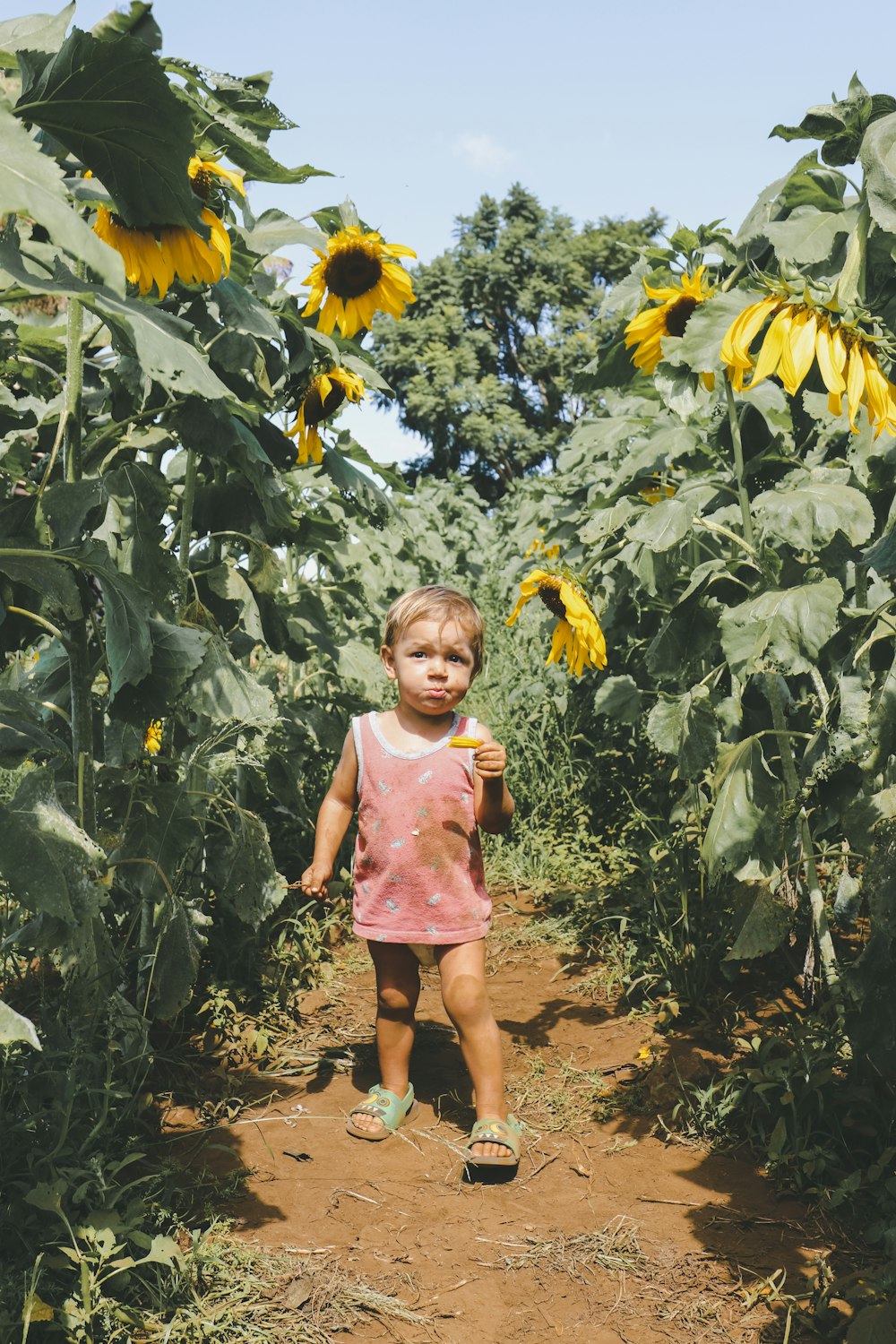 child standing on sungflower field