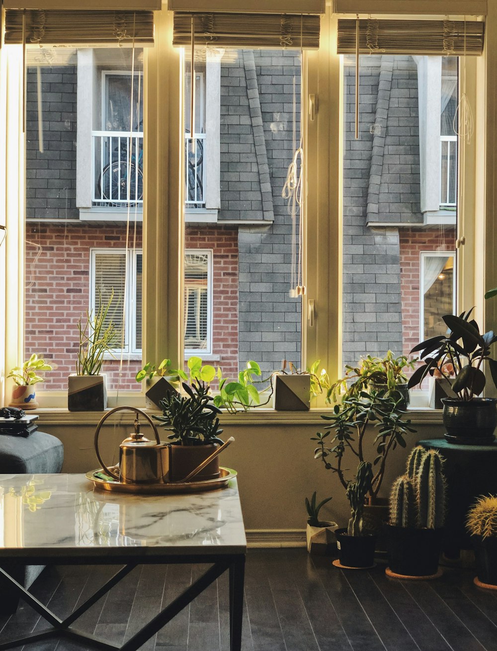 potted plant on marble table near window